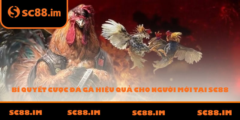 Bí quyết cược đá gà hiệu quả cho người mới tại SC88