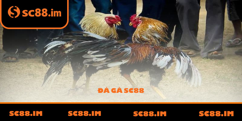 Đá Gà SC88