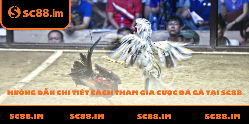 Hướng dẫn chi tiết cách tham gia cược đá gà tại SC88
